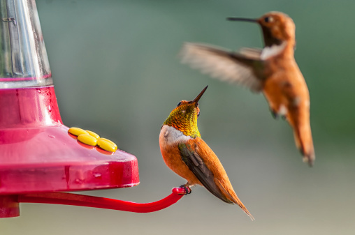 Two hummingbirds at a home feeder.  The bird on the perch looks over its shoulder to see if the other bird is a threat.  These birds inhabit the Rocky Mountains of Colorado.  The male bird on the perch displays the iridescent colors on its neck.