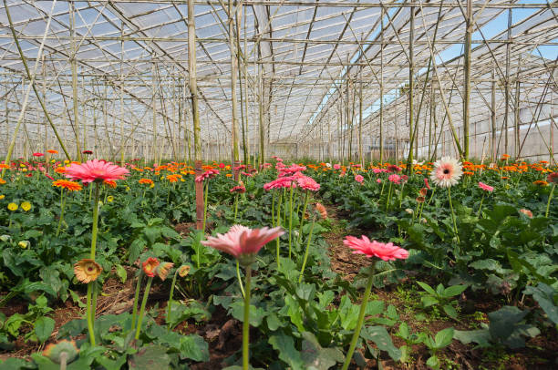 istock Gerbera in greenhouse. Da Lat. Vietnam 174252151