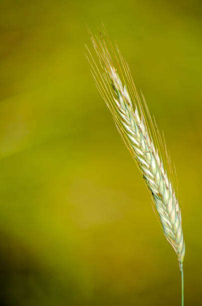 緑の背景に未熟小麦の穂、農産物 - ground green wheatgrass isolated ストックフォトと画像