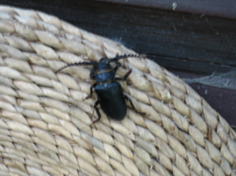 A danish black & blue Beetle.