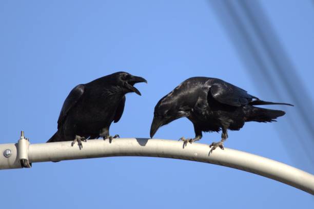 istock This image is of a pair of large Crows perched on a lamp post on Eastern Avenue, Toronto, Ontario. 1742531076