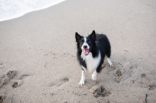 Cute wet and dirty Border Collie puppy standing on the sandy beach