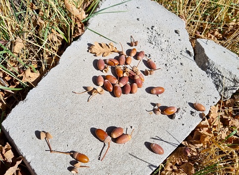 A pile of acorns lies on a split concrete slab among dry grass. Autumn season