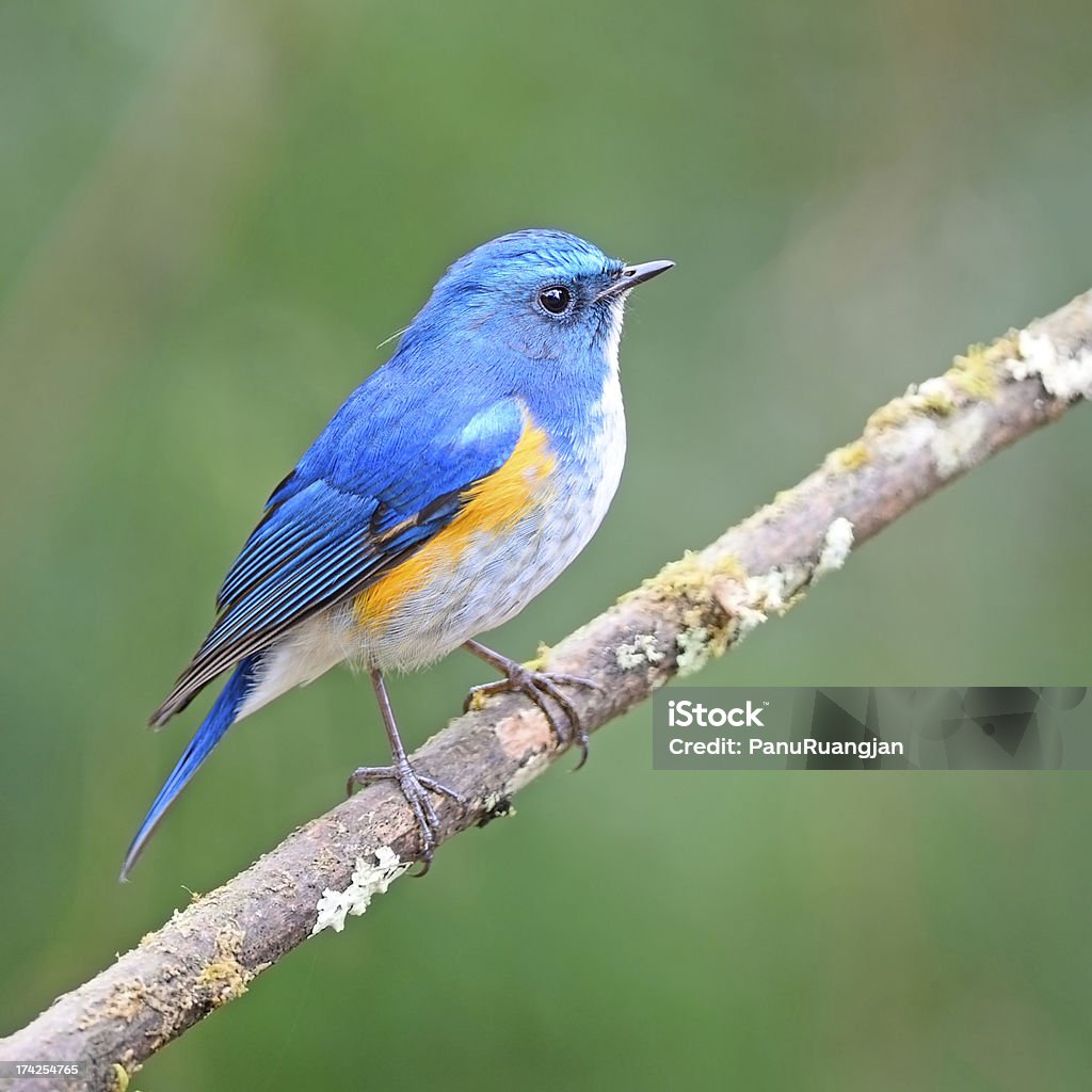 Himalayan Bluetail Beatiful blue bird, male Himalayan Bluetail (Tarsiger rufilatus), standing on a branch Animal Stock Photo