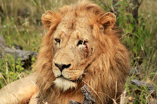 leone nella prateria - male animal mammal animals in the wild fur foto e immagini stock