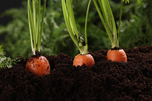 Carrots in soil