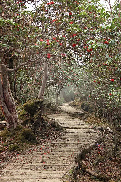 nature trail with rhododendron, goechala trek, himalaya, india