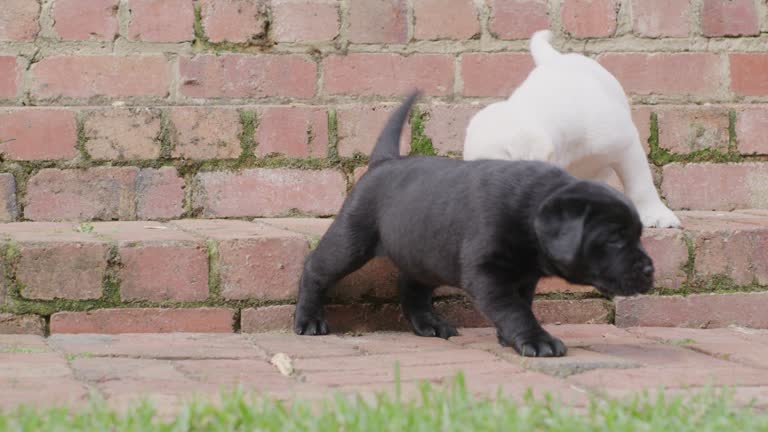 Clumsy Labrador puppies down the stairs