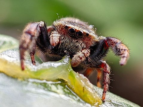 A jumping spider that is preying on a caterpillar and sucking its body fluids