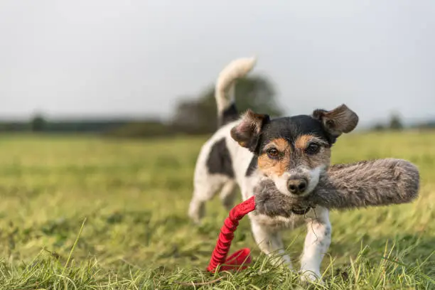 a little cute little Jack Russell Terrier dog running fast and with joy across a meadow with a toys in his mouth