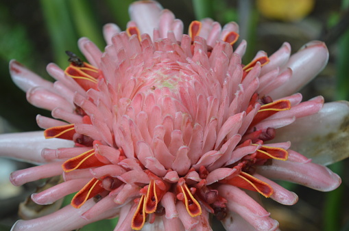 Close-up view of Dragon Fruit Flower is Blooming in the garden