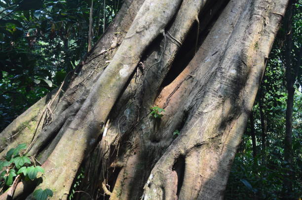 istock selective focus, pattern, texture and shape of old trees in garden. 1742581572