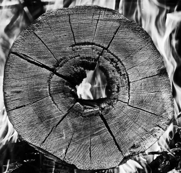 cut of a tree against a background of fire