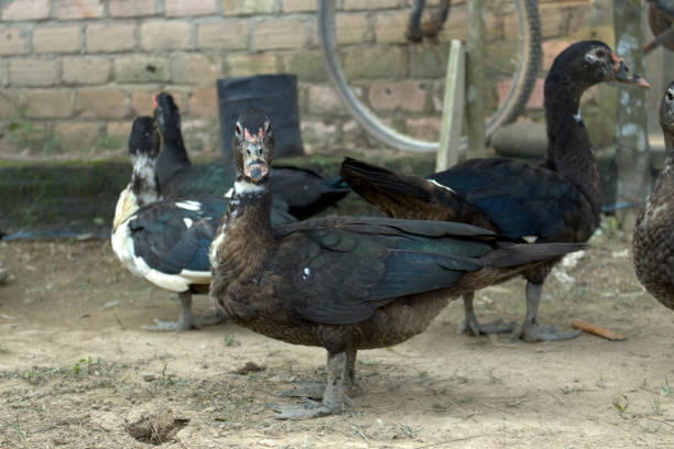 istock Serati duck, Surati duck, Manila duck, entog, or mentok (Cairina moschata) 1742588162