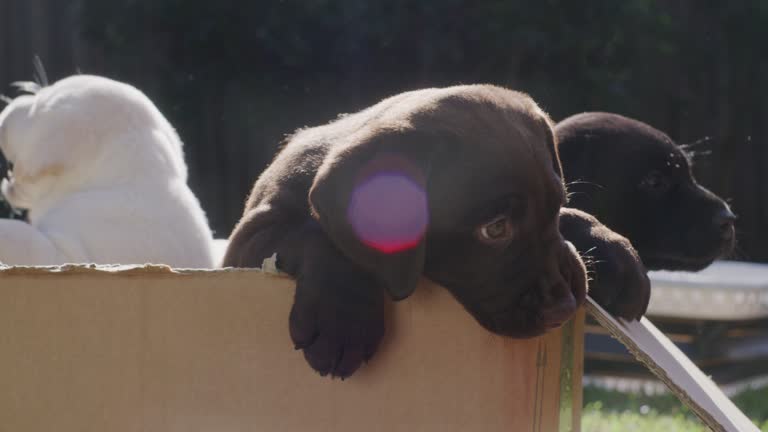 Labrador puppies in a box