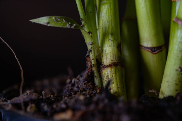 Small bamboo plants and shoots emerging In the pot it is clearly visible from a distance.