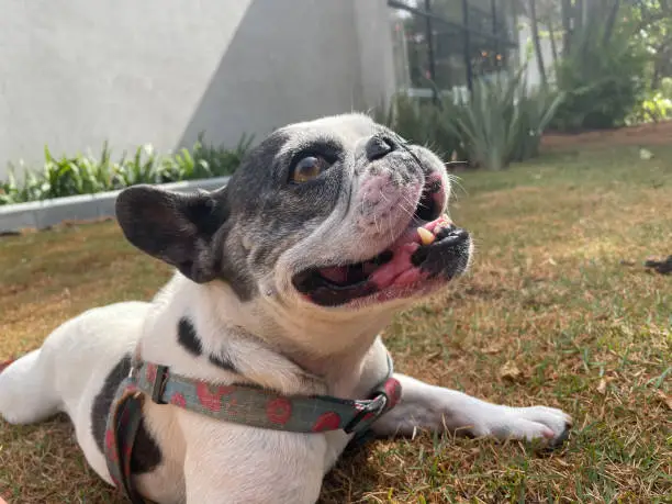 french bulldog on the grass after a walk. With blue collar.