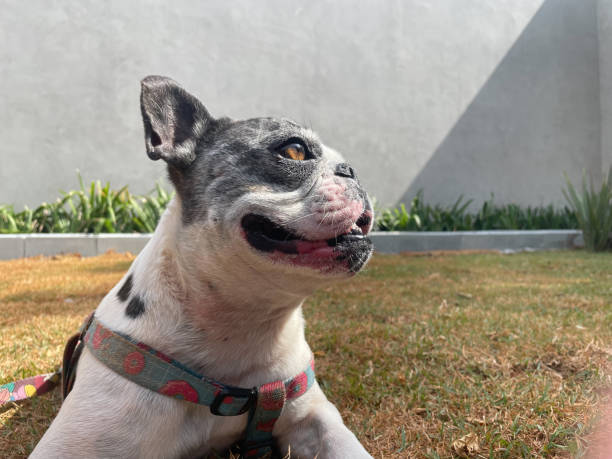 istock french bulldog on the grass after a walk. With blue collar 1742595783