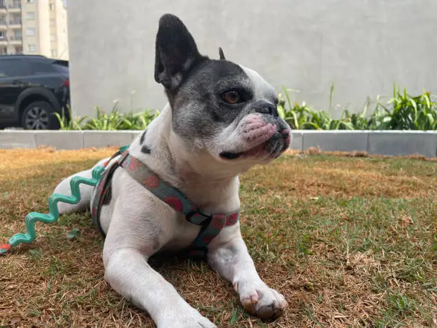 french bulldog on the grass after a walk. With blue collar.