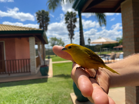 Canario da Terra, typical Brazilian bird in a person's hand.