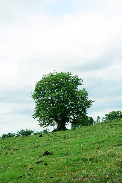 istock Big trees in the garden 174259824