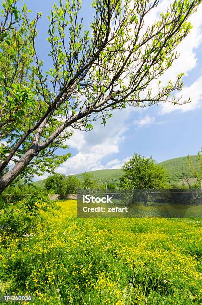 Dandelions Flowers And Grass Medow Nature Bloom Background Stock Photo - Download Image Now