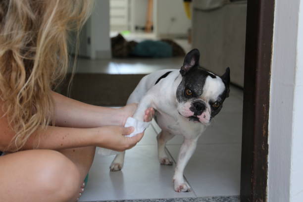 istock French bulldog cleaning his paws after walk 1742603821