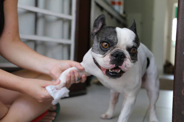 French bulldog cleaning his paws after walk