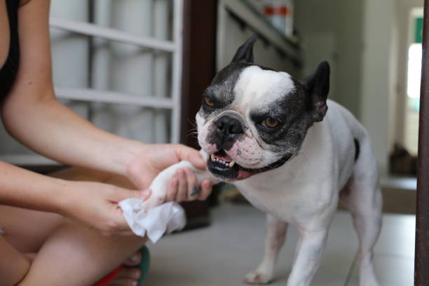 istock French bulldog cleaning his paws after walk 1742604140