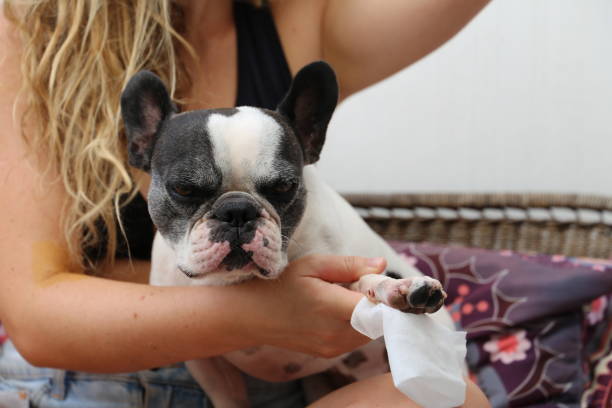 istock French bulldog cleaning his paws after walk 1742604303