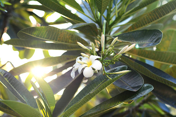 istock Frangipani flowers in morning 174260463