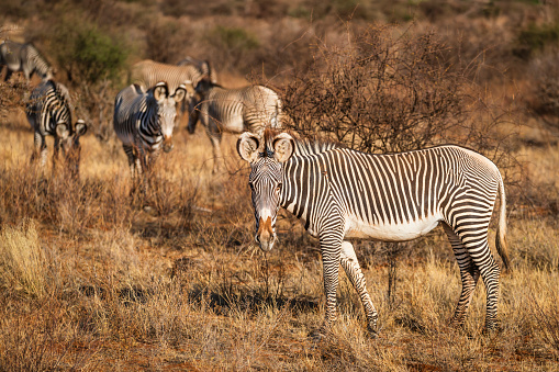 Grévy's zebras walking in a grass of the Savannah, Northern Kenya, Africa