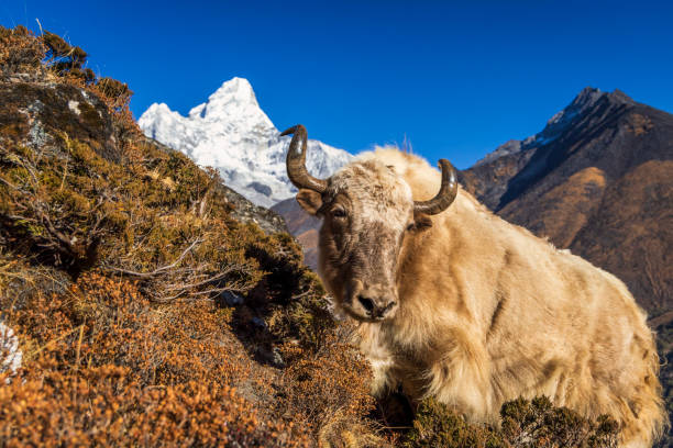 istock Yak on the trail, Mount Ama Dablam on background, Nepal 1742608861