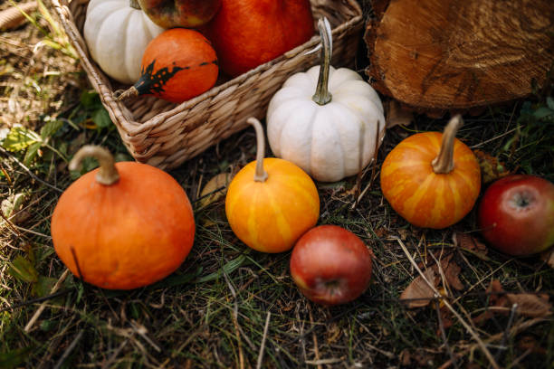 istock Small pumpkins on the grass and in a straw basket 1742611870
