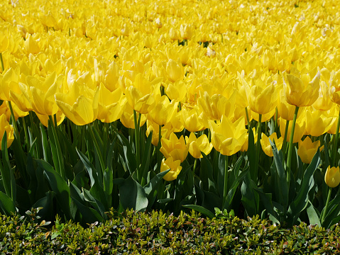 Beautiful natural yellow flowers tulips with green leaves on the lawn in the city a park