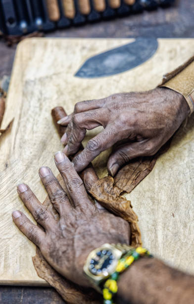 istock Cigar factory. Cuban cigar's manufacture 1742613191