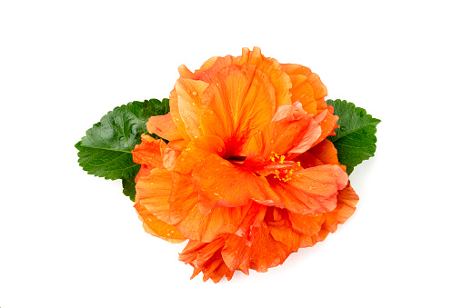 Blossom orange hibiscus on white isolated.