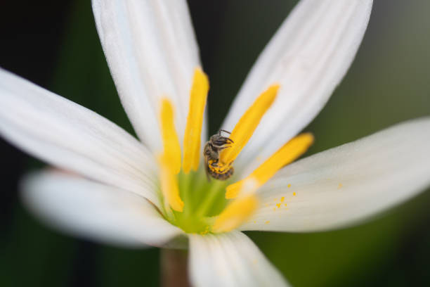 istock A tiny bee visiting the flower of a rain lily. 1742614074