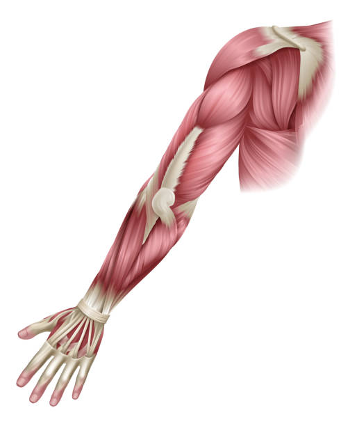 Arm Muscles Human Body Anatomical Illustration Human body muscles of the arm shown from the back anatomy or medical anatomical diagram illustration. 3d human muscle stock illustrations