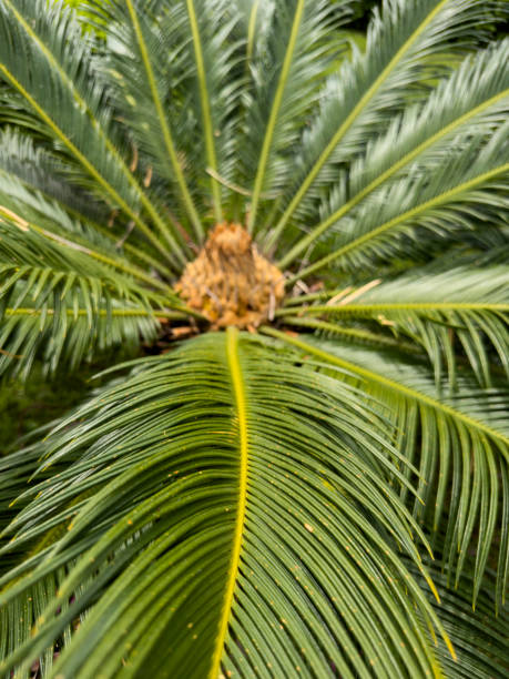 istock beautiful palm tree and green leaves 1742616333