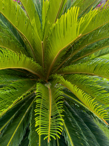 istock beautiful palm tree and green leaves 1742617978