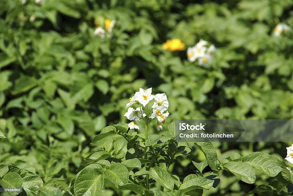 Blühende Pflanzen Kartoffel - Lizenzfrei Blatt - Pflanzenbestandteile Stock-Foto
