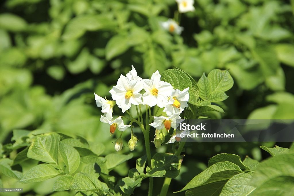 Blühende Pflanzen Kartoffel - Lizenzfrei Blume Stock-Foto