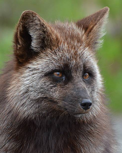 Close up full head shot of a Mount Ranier, Washington, variety of red fox (Vulpes vulpes) which actually has brown and white coloring.