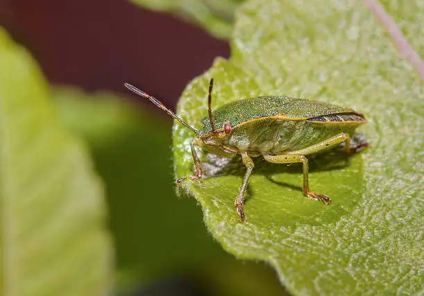 Photo of common green shield bug