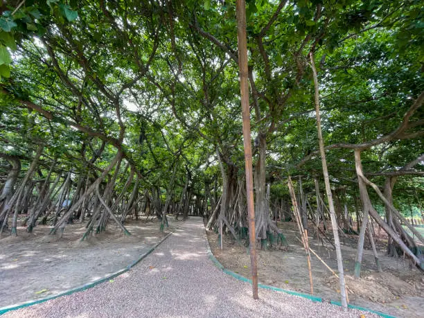 The Great Banyan Tree located in the Botanical Garden of Howrah, West Bengal, is more than 250 years old and was recorded to be the largest tree specimen in the world