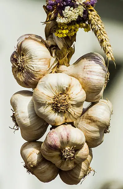 string of garlic exposed on market
