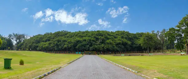 Panoramic view of The Great Banyan Tree located in the Botanical Garden of Howrah, West Bengal, more than 250 years old and was recorded to be the largest tree specimen in the world