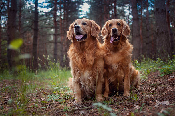 istock Portrait of a two  dogs 174262864