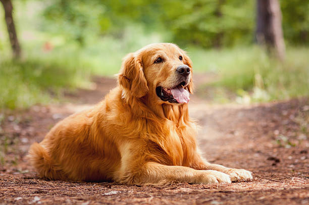 istock Portrait of a  dog 174262874